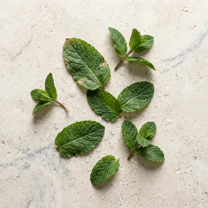 Mentha spicata (menthe verte) — l'extrait végétal qui fait baisser les androgènes et apaise l'acné hormonale